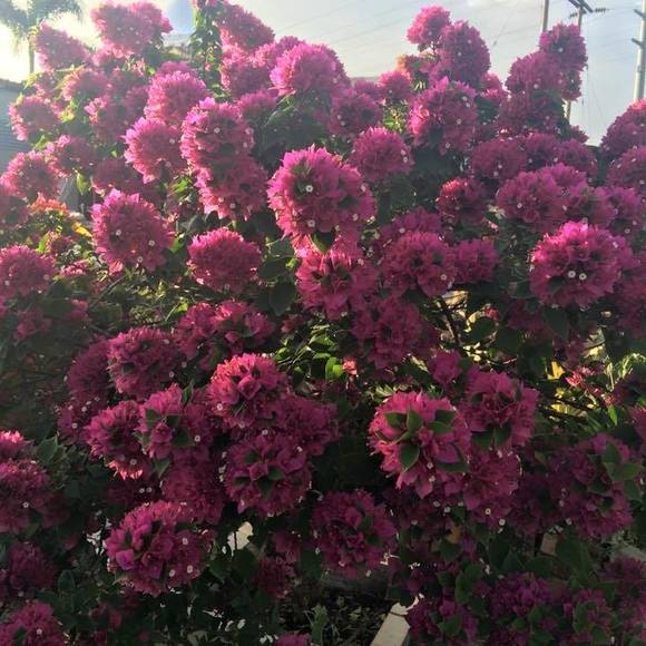 Meet your Posher, Maria - Picture 1 of 1